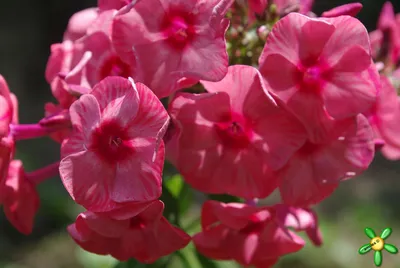 Вертикордия — Флокс метельчатый \"Уральские сказы\" (Phlox paniculata)