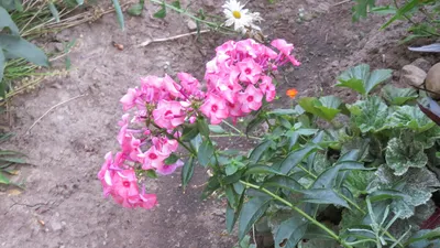 Флокс 'Уральские сказы' / Phlox 'Uralskie skazi' (Ferris Wheel)