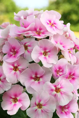 Вертикордия — Флокс метельчатый \"Уральские сказы\" (Phlox paniculata)