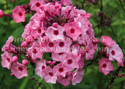 Флокс 'Уральские сказы' / Phlox 'Uralskie skazi' (Ferris Wheel)