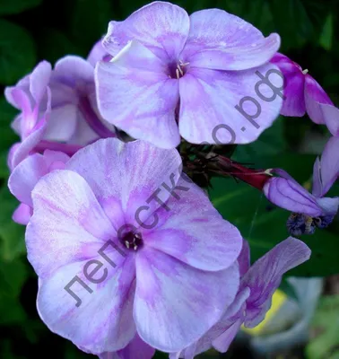 Вертикордия — Флокс метельчатый \"Уральские сказы\" (Phlox paniculata)