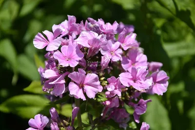 Флокс метельчатый Зенобиа/Phlox paniculata Zenobia Р1,5, шт - Амрита