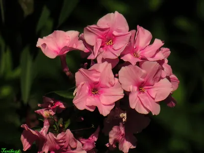 Zielono Zakręceni: Floks (Phlox ) - gatunki, odmiany, warunki uprawy w  ogrodzie (20/24)