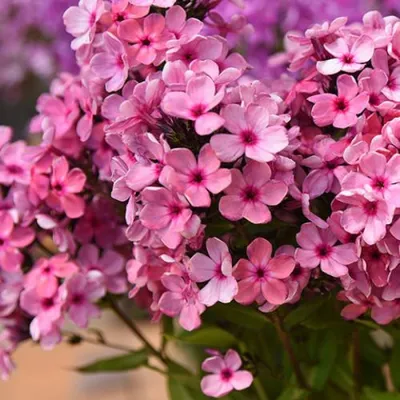 Флокс метельчатый Пьяная вишня (Phlox paniculata Пьяная вишня) купить в  Москве по низкой цене из питомника, доставка почтой по всей России |  Интернет-магазин Подворье