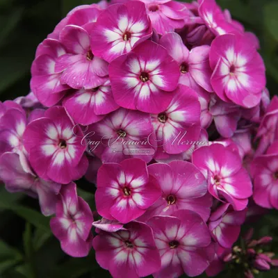 Флокс метельчатый Ларисса/Phlox paniculata Larissa Р1,5, шт - Амрита