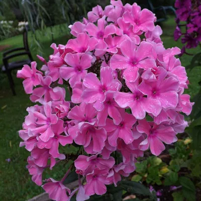 Флокс метельчатый/Phlox paniculata - Флокс/Phlox - Садовый центр ЛЕТО