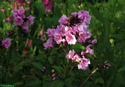 Флокс метельчатый Старс энд Страйпс (Phlox paniculata Stars and Stripes)  купить в Москве по низкой цене из питомника, доставка почтой по всей России  | Интернет-магазин Подворье