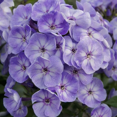 Флокс 'Селена' / Phlox 'Selena'