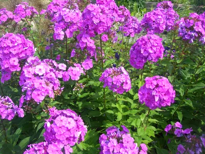 Какие сорта флоксов пышно цветут и не вымерзают зимой | НПО «Сады России» —  когда сад в удовольствие! | Дзен