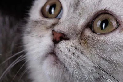 Основные виды заболеваний глаз у кошек. | Vetera