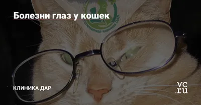 Болезни глаз у кошек — Клиника Дар на vc.ru