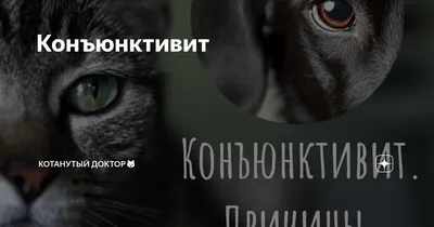 Конъюнктивит у собак | ВКонтакте