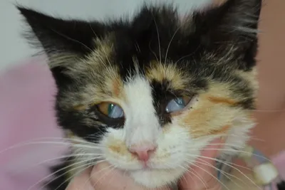 Болезни глаз у кошек лечение - «Айболит Плюс» - сеть ветеринарных клиник