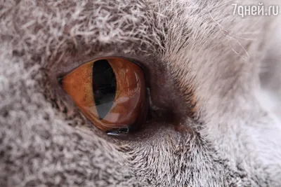 Болезни глаз у кошек | Ветклиника \"ДАР\" | Дзен