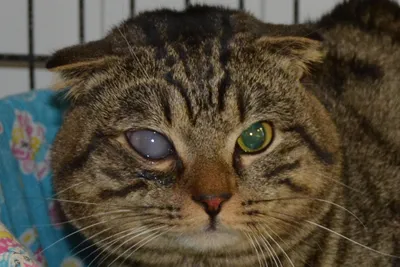 Заболевания глаз у котят (23 фото)