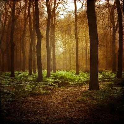 красивый свежий лес рекламный фон, рекламный фон, лес, свежий фон картинки  и Фото для бесплатной загрузки