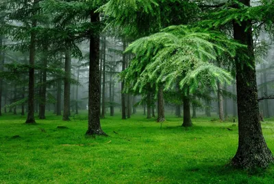 Фон лес после дождя, высокая …» — создано в Шедевруме
