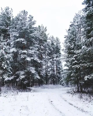 Красивый фон леса для Фотошопа - скачать бесплатно