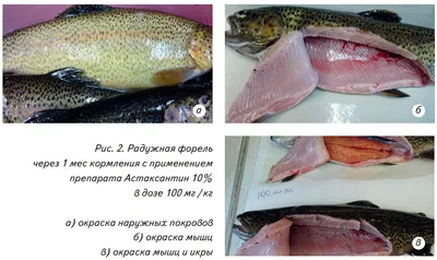 Форель с/м 6-7 (до 7 кг) с головой- 25 кг купить по выгодным ценам в Киеве,  заказать Рыба деликатесных сортов онлайн в интернет магазине морепродуктов  ribka.ua