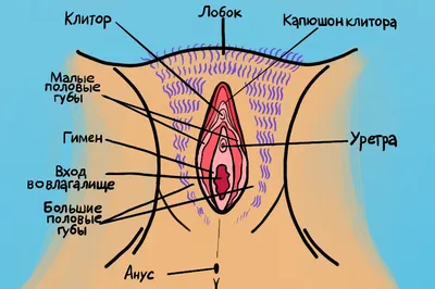 Киста половой губы: причины, симптомы, диагностика, лечение, операция в  клинике «АльтраВита»