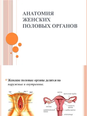 Рак вульвы: симптомы, диагностика, лечение, стадии и профилактика онкологии половых  губ