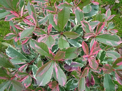 Фотиния пильчатая (Photinia serrulate) — путеводитель по отдыху в Крыму