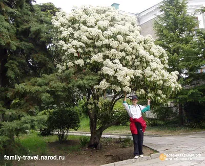 Фотиния Пильчатолистная на штамбе / Photinia Serrulata Red Robin |  MULTIFLORA