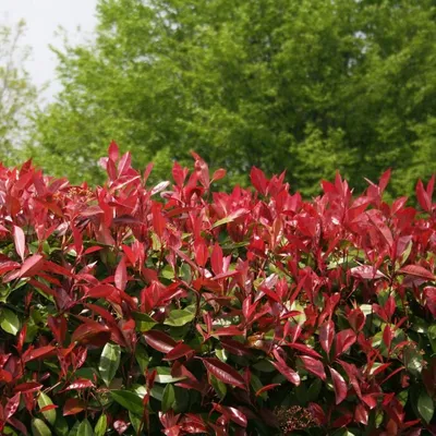 Фотиния “Червен робин” / Photinia “Red Robin” Различни Височини Жив Плет  Бургас