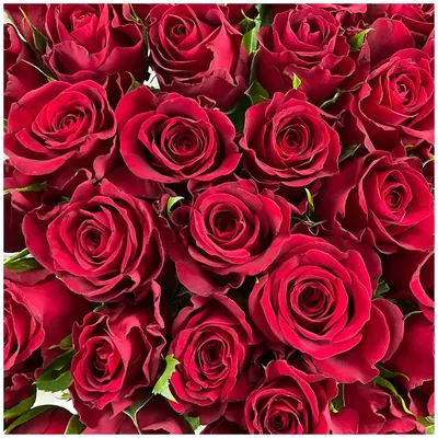 31 красная роза в стильной упаковке