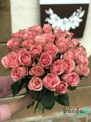 31 красная роза 60 см в стильной упаковке