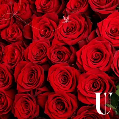 Букет из 31 розовой розы Джумилия купить в Киеве: цена, заказ, доставка |  Магазин «Камелия»