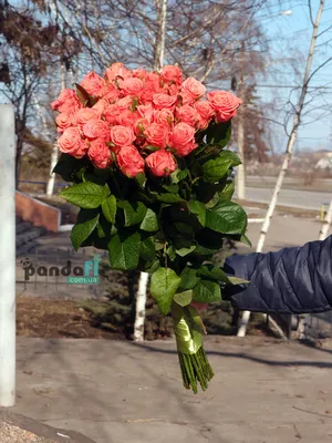 Купить 31 красную розу в Калининграде с доставкой за 1 час