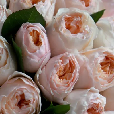 Букет 31 кустовая пионовидная роза с эвкалиптом купить с доставкой в СПб