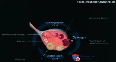 Беременность человека — Википедия