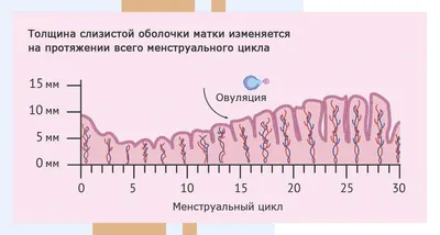 Embryonic development of the cruciate complex of the human knee joint: I.  Anlage and primary differentiation - Makarov - N.N. Priorov Journal of  Traumatology and Orthopedics