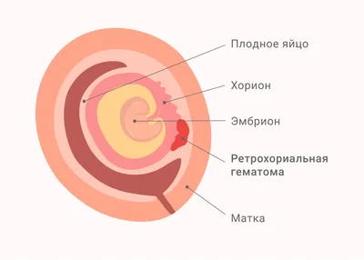 Первый детский медицинский центр - 🤰🏼Беременность сама по себе – это  чудо. Развитие ребенка в утробе мамы сопровождается интересными процессами  и явлениями. 💟Сегодня мы расскажем 13 невероятных фактов про малышей в  \"животиках»