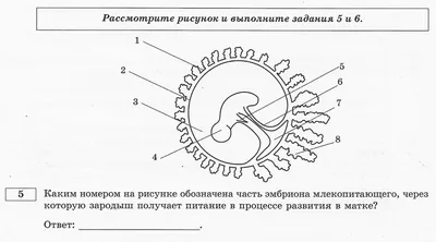 Человеческий эмбрион создан на основе стволовых клеток