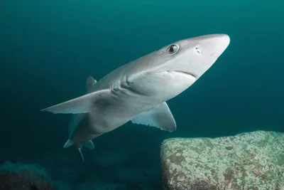 Опасны ли акулы в Черном море — Черноморские челюсти