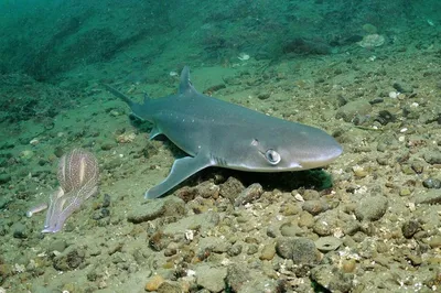 Самая трусливая акула водится в Краснодарском крае