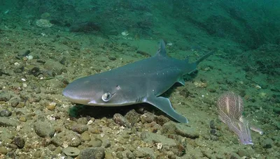 Кошачья акула в черном море» — создано в Шедевруме
