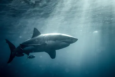 Акулы в Черном море: правда или миф? Акула катран в Черном море - насколько  она опасна