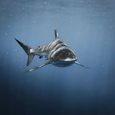 Почему ни одна акула и не подумает заплывать в Чёрное море - YouTube