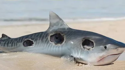 Опасны ли акулы в Черном море?