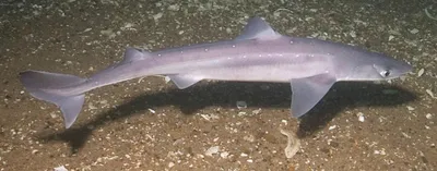 Какие акулы обитают в Черном море | Пикабу