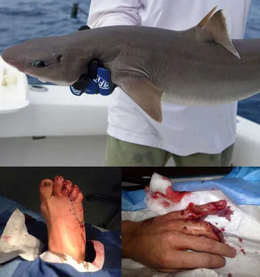 Трагедия в Красном море не повлияла на продажи туров в Египет, всё о  нападении акулы на россиянина - 16 июня 2023 - V1.ру