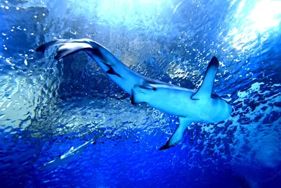 Песчаная акула в черном море - 62 фото