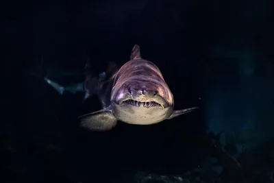 Акулы-людоеды в Черном море: что выяснили ученые - Страсти