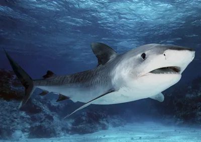 Самая большая акула Чёрного моря, ядовитая и охотится на дельфинов |  Планетяне | Дзен