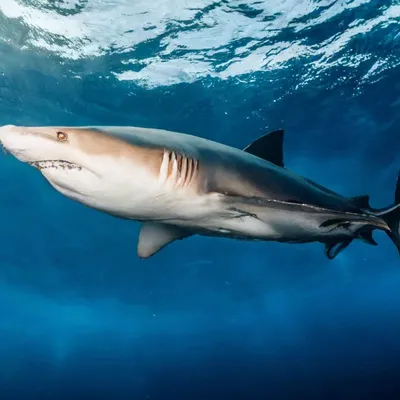 В Черном море водятся акулы? Кто там может укусить или ужалить | Вестник  Кавказа