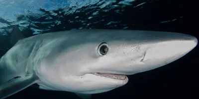 Акулы в Анапе. Опасны или нет. Какие акулы водятся в Черном море | Анапа  Сити | Дзен